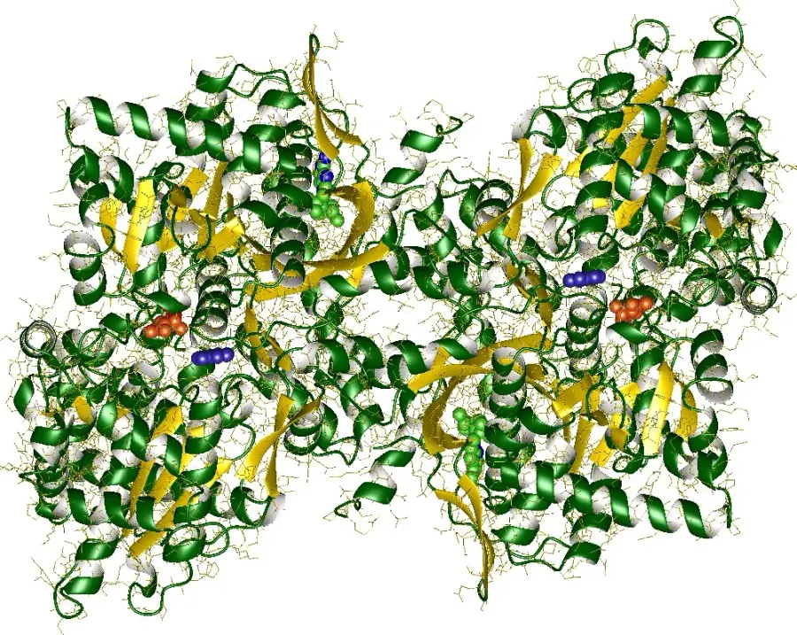 The Phosphorylase card