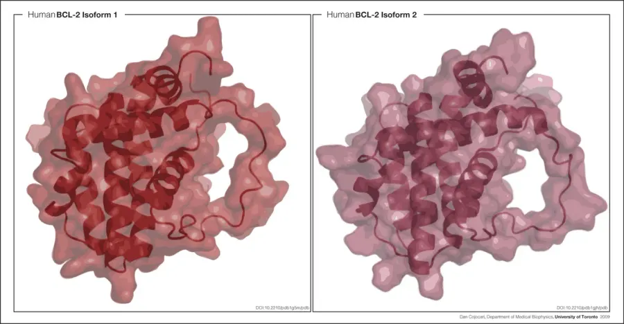 La carte Bcl-2