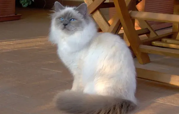 The Birman card