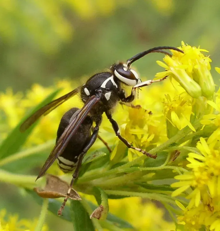 La carte Vespoidea