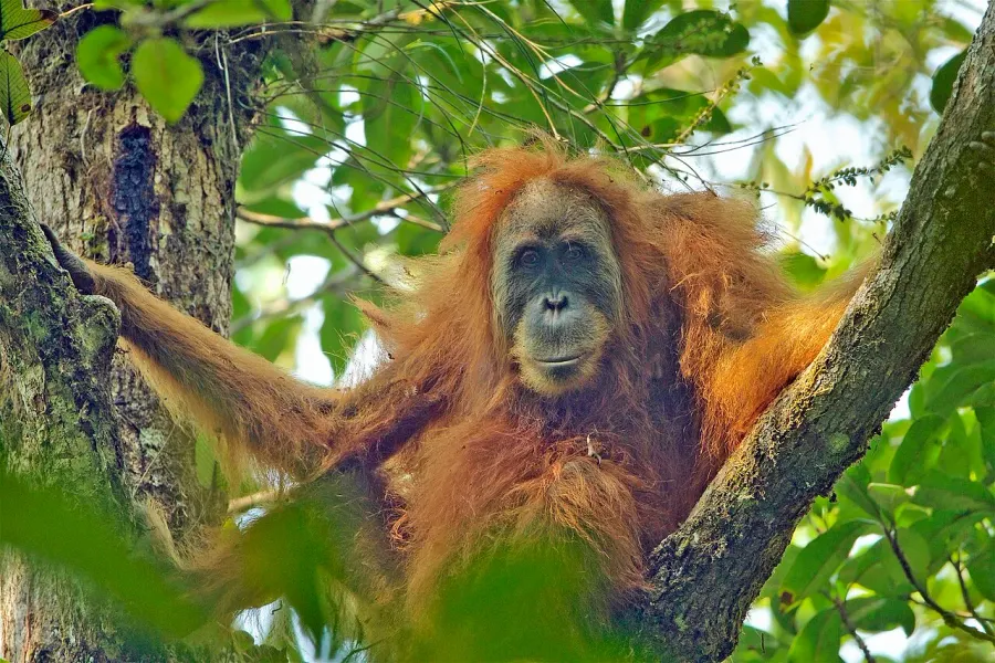 La carte Orang-outan de Tapanuli