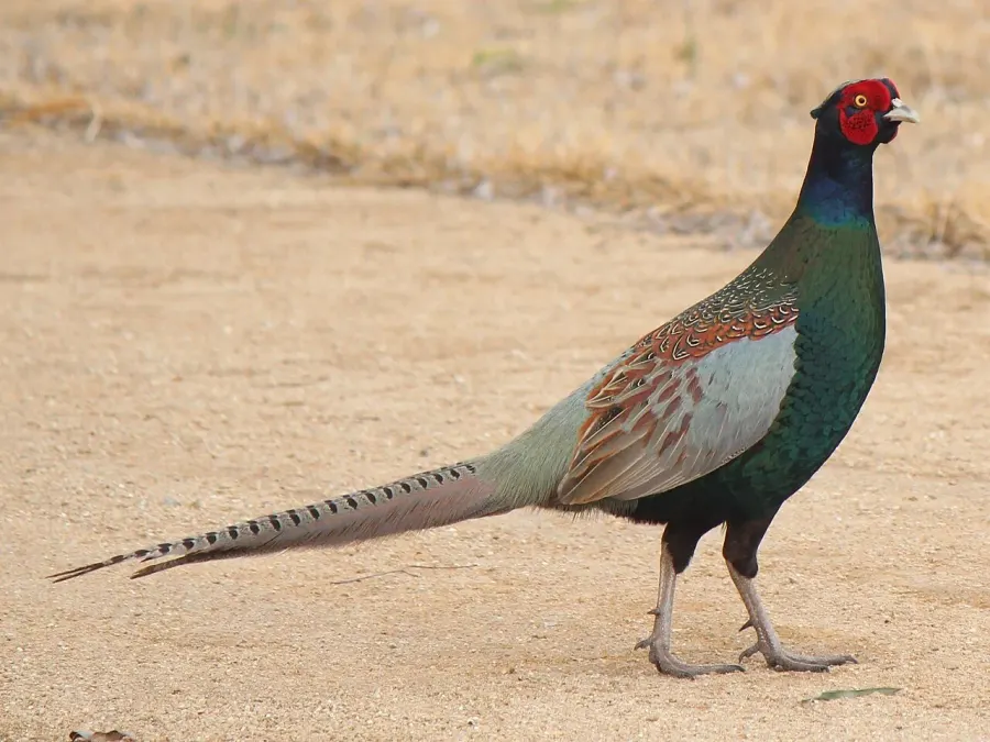 The Green pheasant card