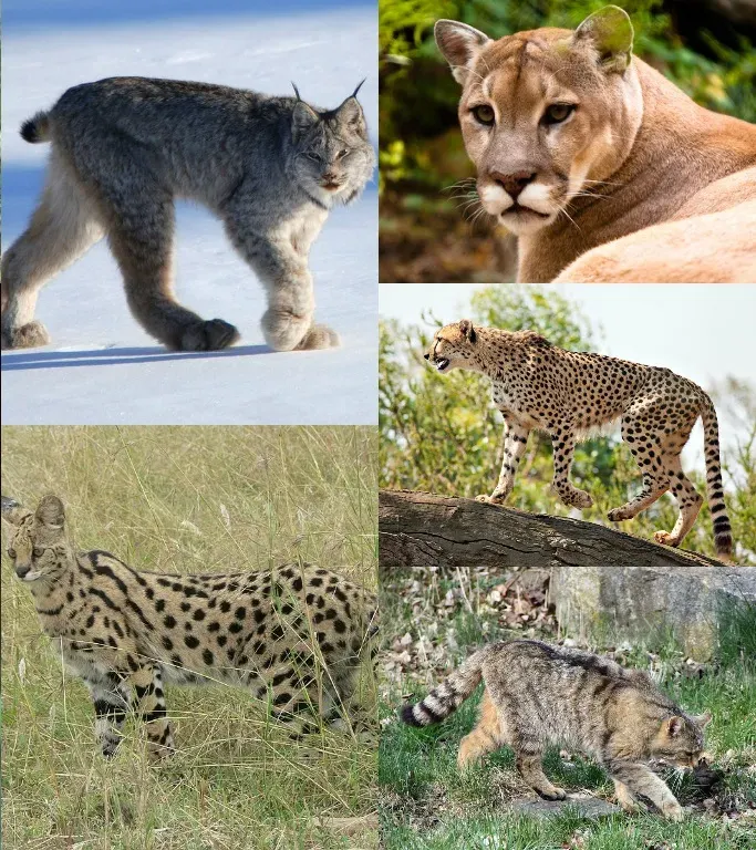 La carte Felinae