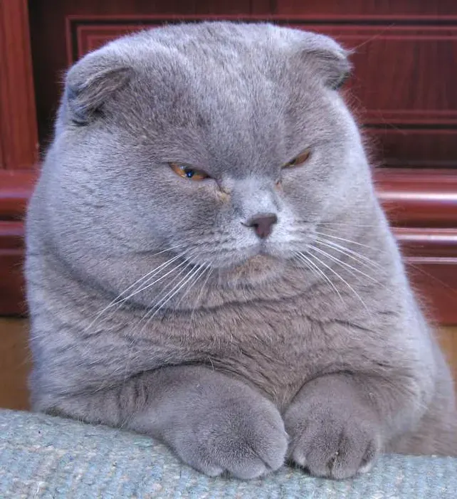 La carte Scottish fold & Highland Fold