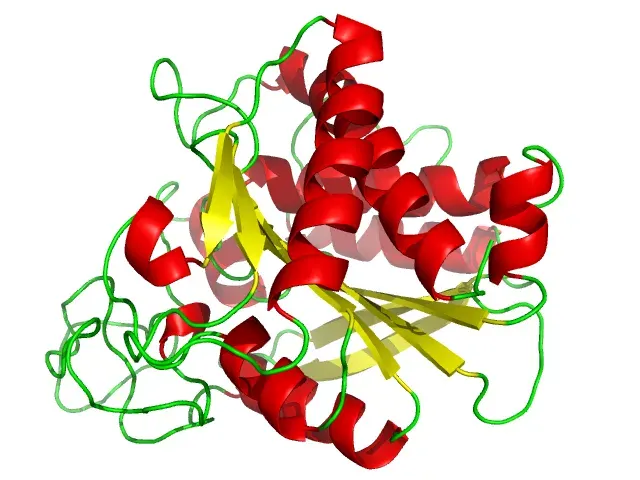 La carte Carboxypeptidase