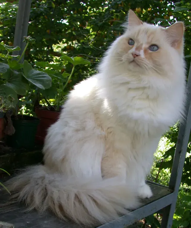 La carte Ragamuffin