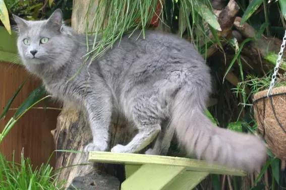 The Nebelung card