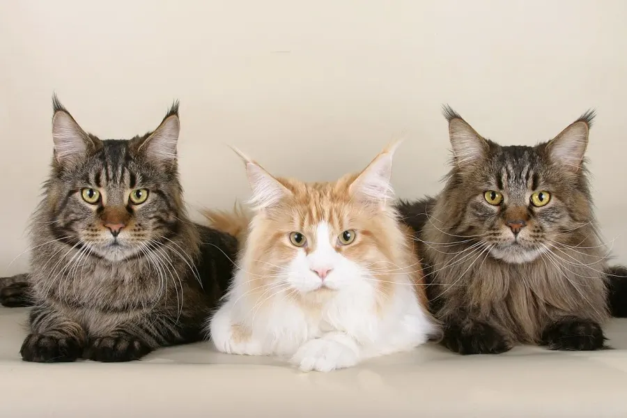 The Maine Coon card