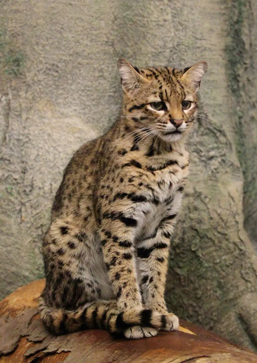 The Geoffroy's cat card