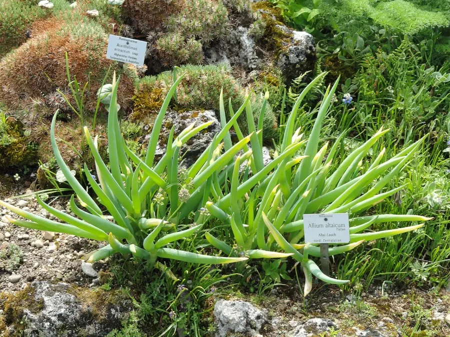 La carte Allium altaicum