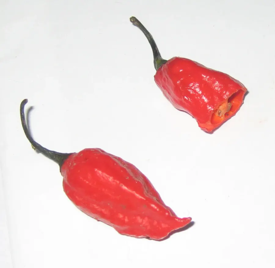 La carte Bhut Jolokia