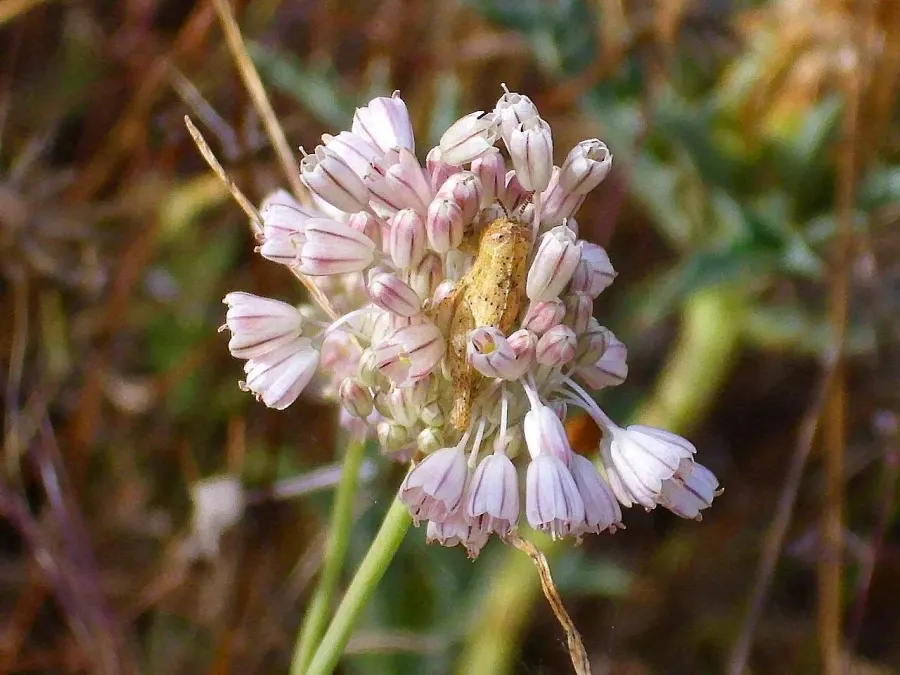 The Allium paniculatum card