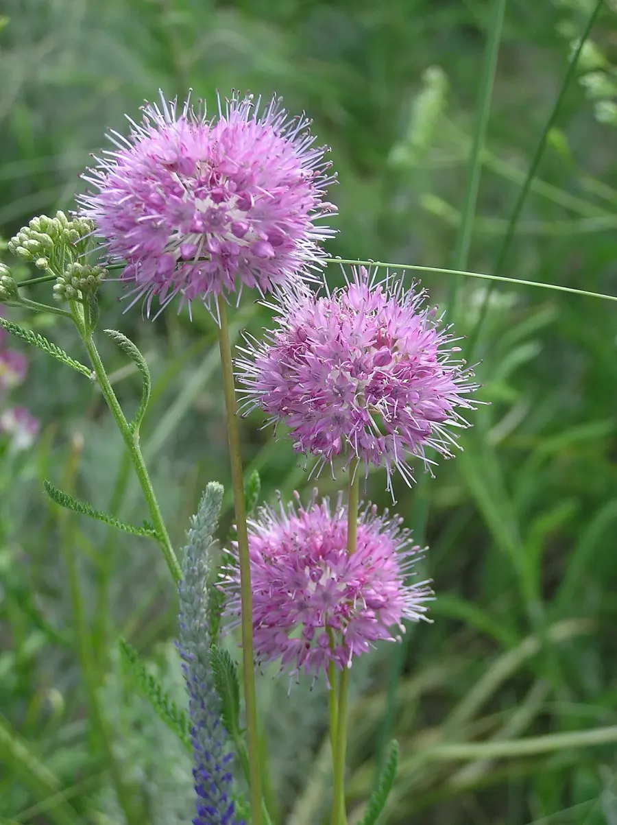 The Allium saxatile card