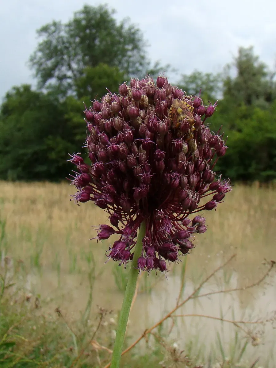 The Allium atroviolaceum card