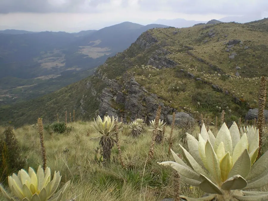 La carte Paramo