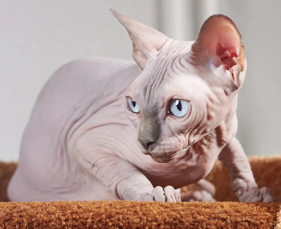 La carte Sphynx