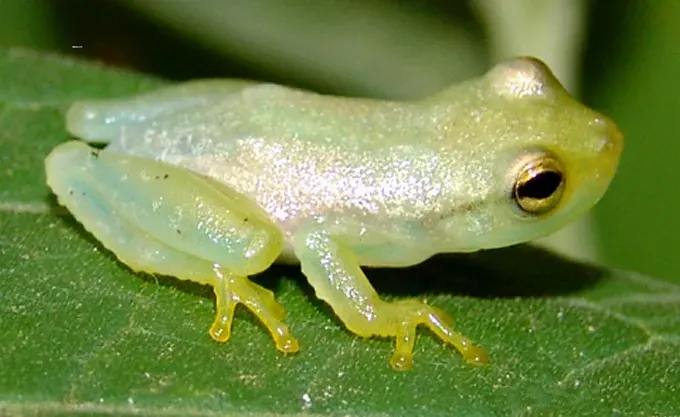 La carte Phyllodytes