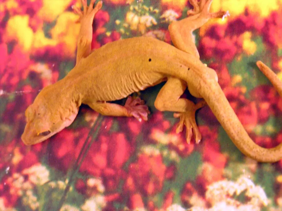 La carte Gekko badenii