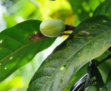 The Magnolia coco card