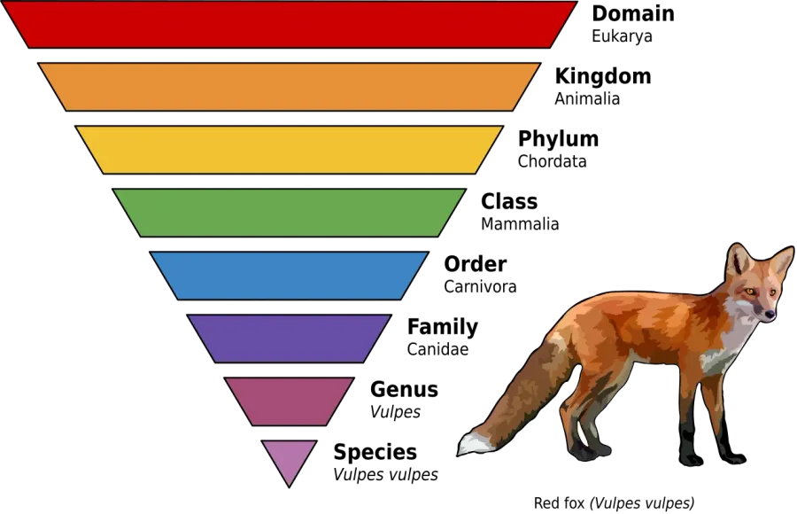 The Taxonomic rank card