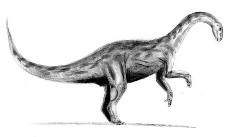 The Yunnanosaurus card