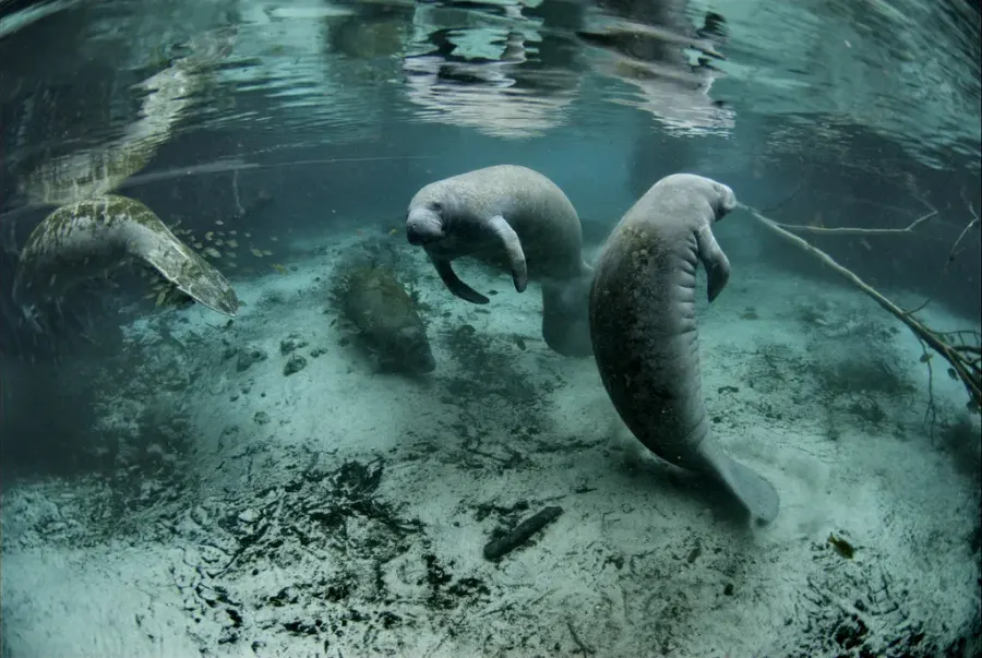 The Manatee card