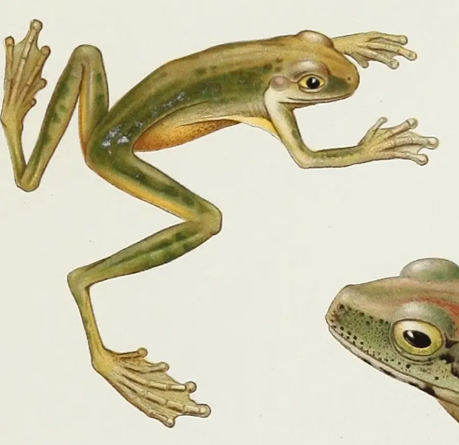 La carte Litoria amboinensis