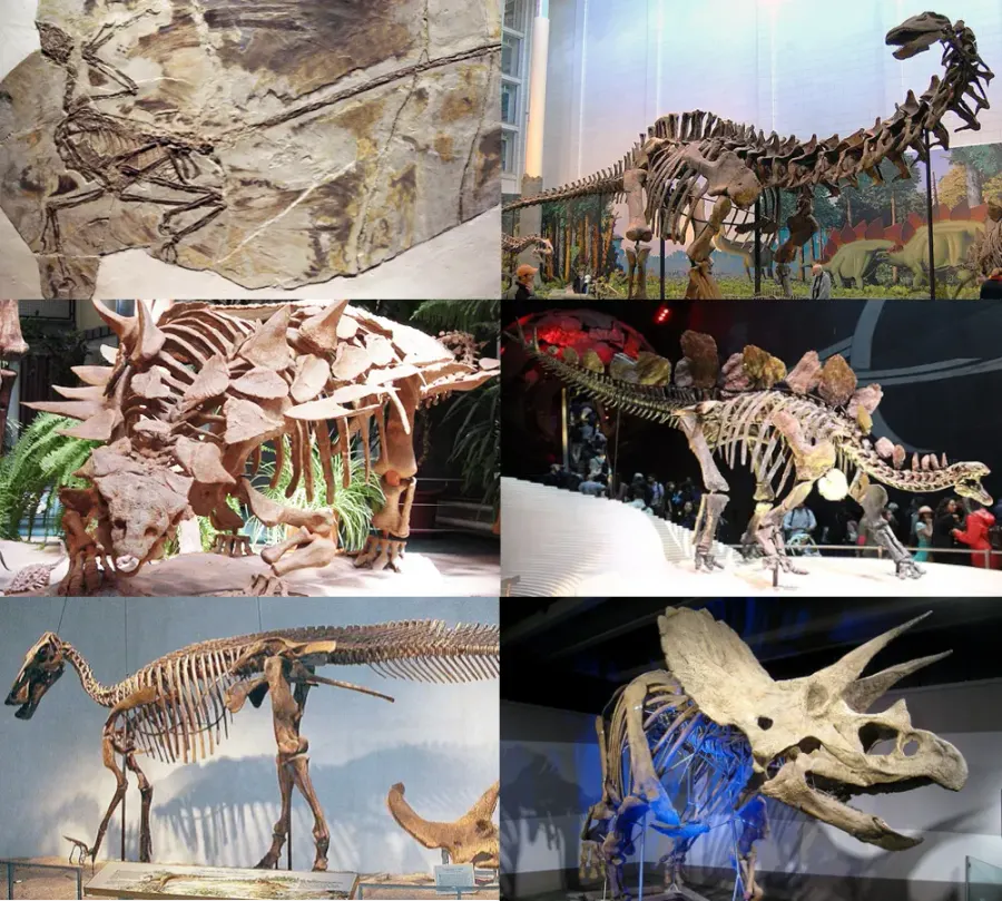 La carte Dinosauria