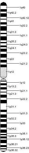 La carte Chromosome 1 humain