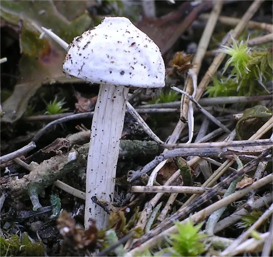 La carte Tulostoma