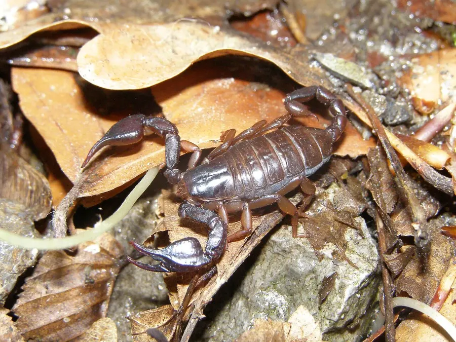La carte Euscorpius carpathicus