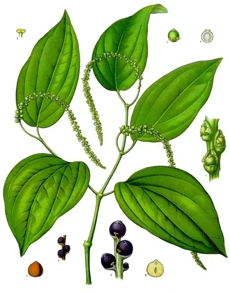 The Black pepper card