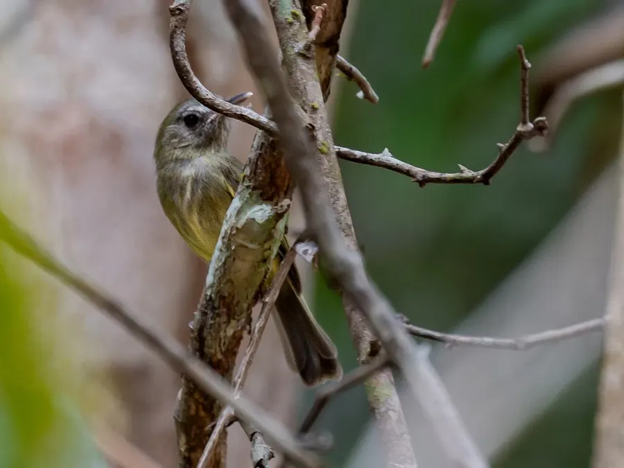 The Boat-billed tody-tyrant card