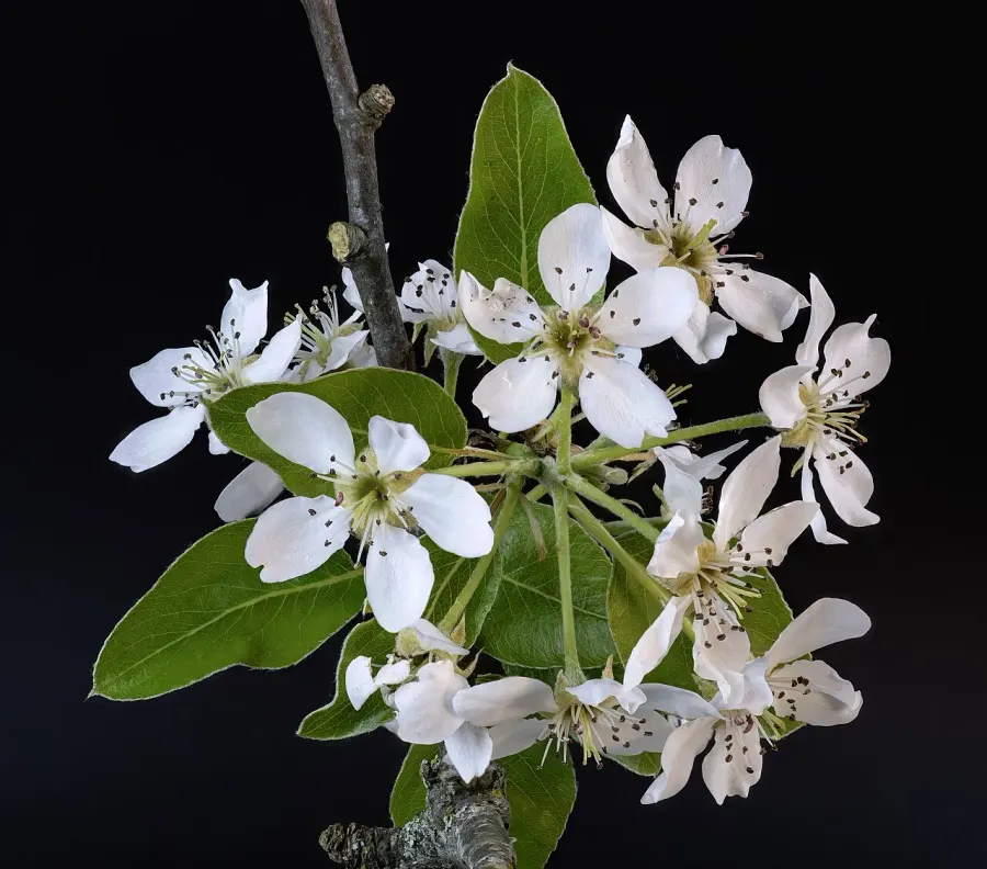 La carte Pyrus
