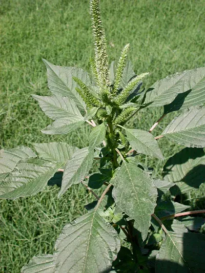 The Amaranthus palmeri card