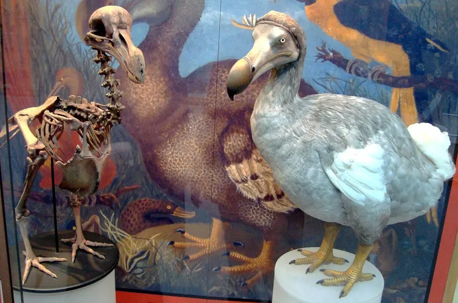 La carte Dodo