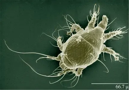 La carte Tarsonemidae