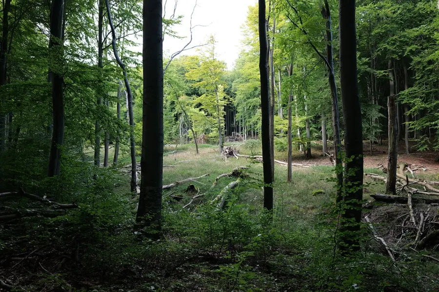 The Glade card