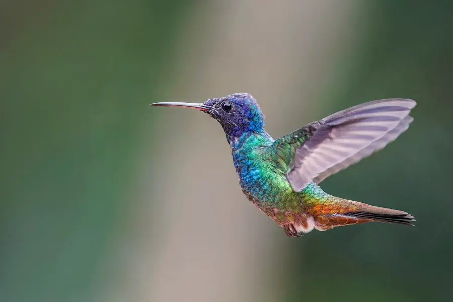La carte Trochilidae