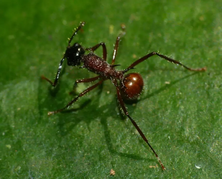 The Polyrhachis card