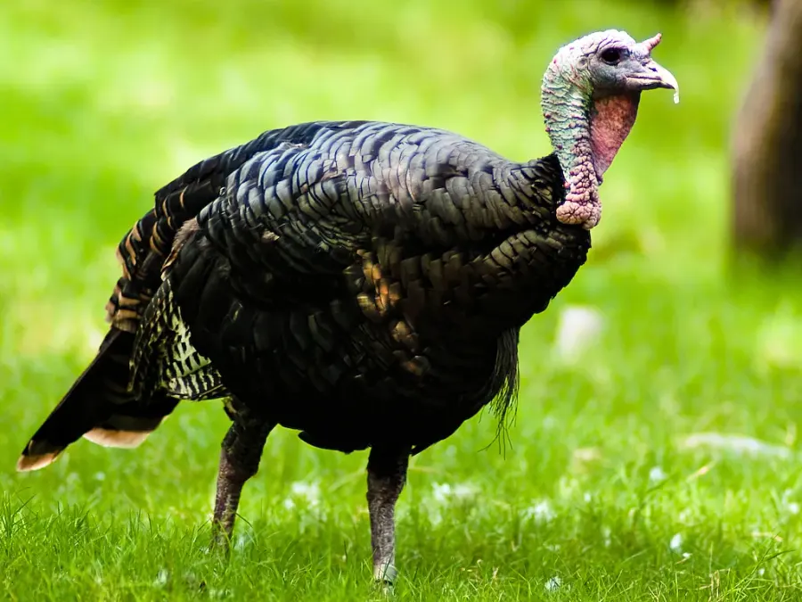 The Turkey card
