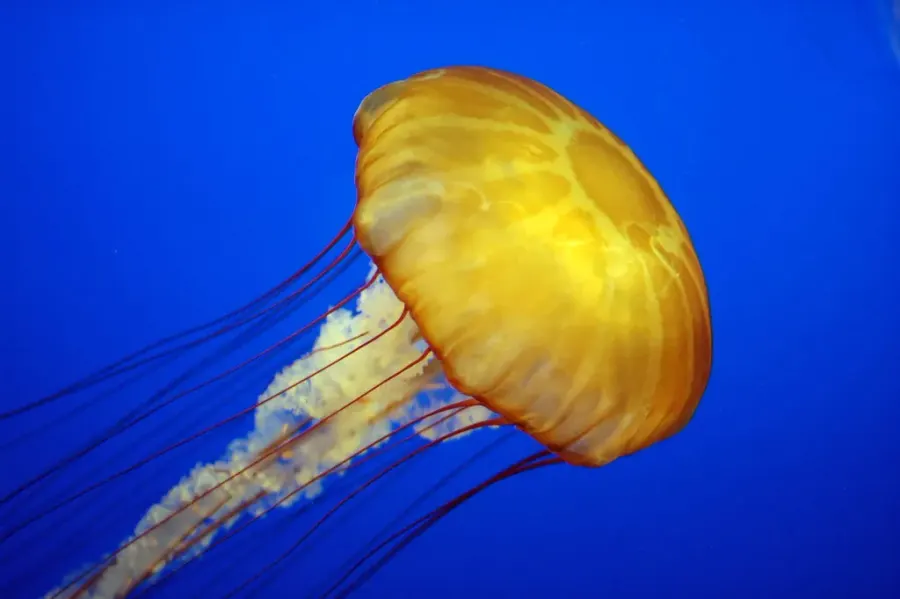 The Invertebrate card