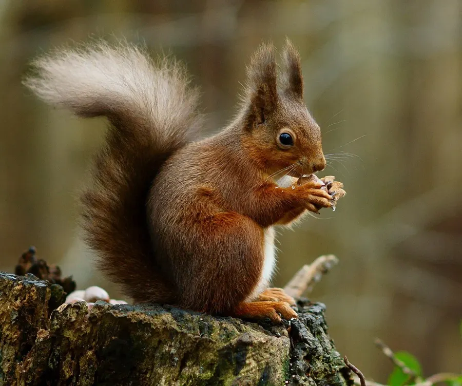 The Red squirrel card