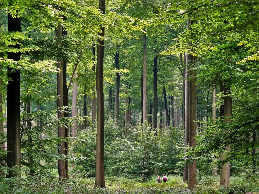 La carte Forêt