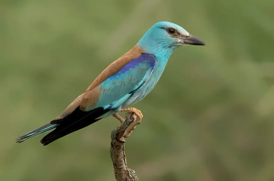 La carte Coraciidae