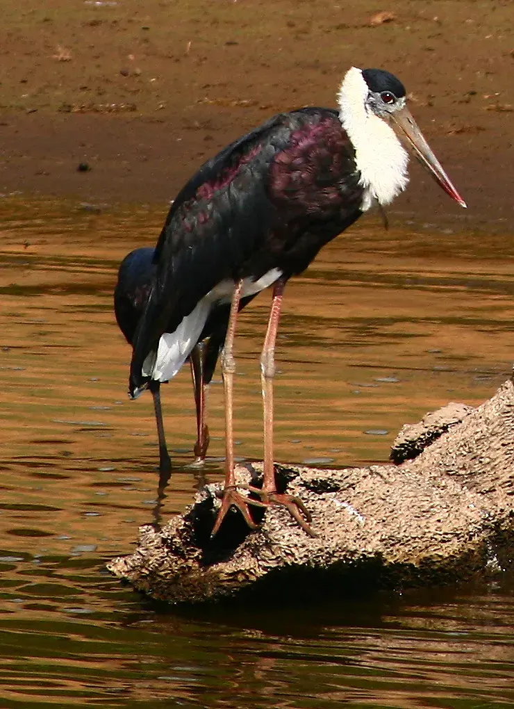 The Asian woolly-necked stork card