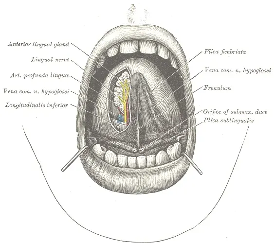 The Frenulum card