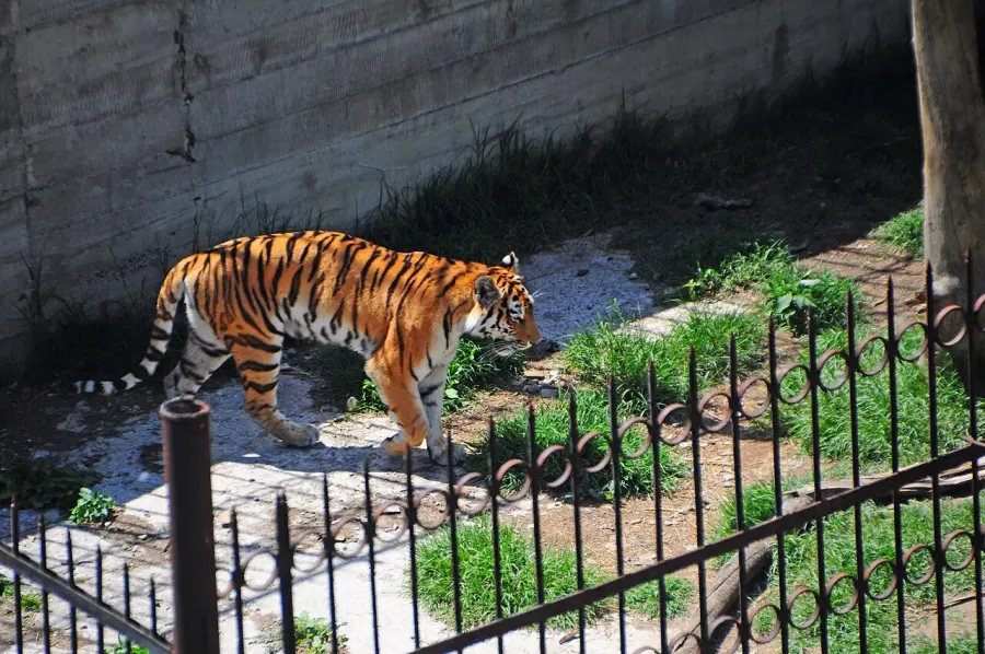The Tbilisi Zoo card