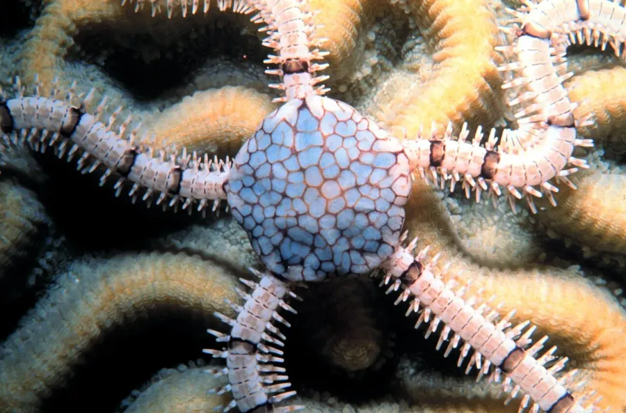 The Echinoderm card