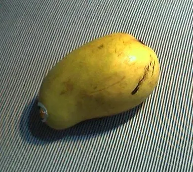 La carte Mangifera caesia